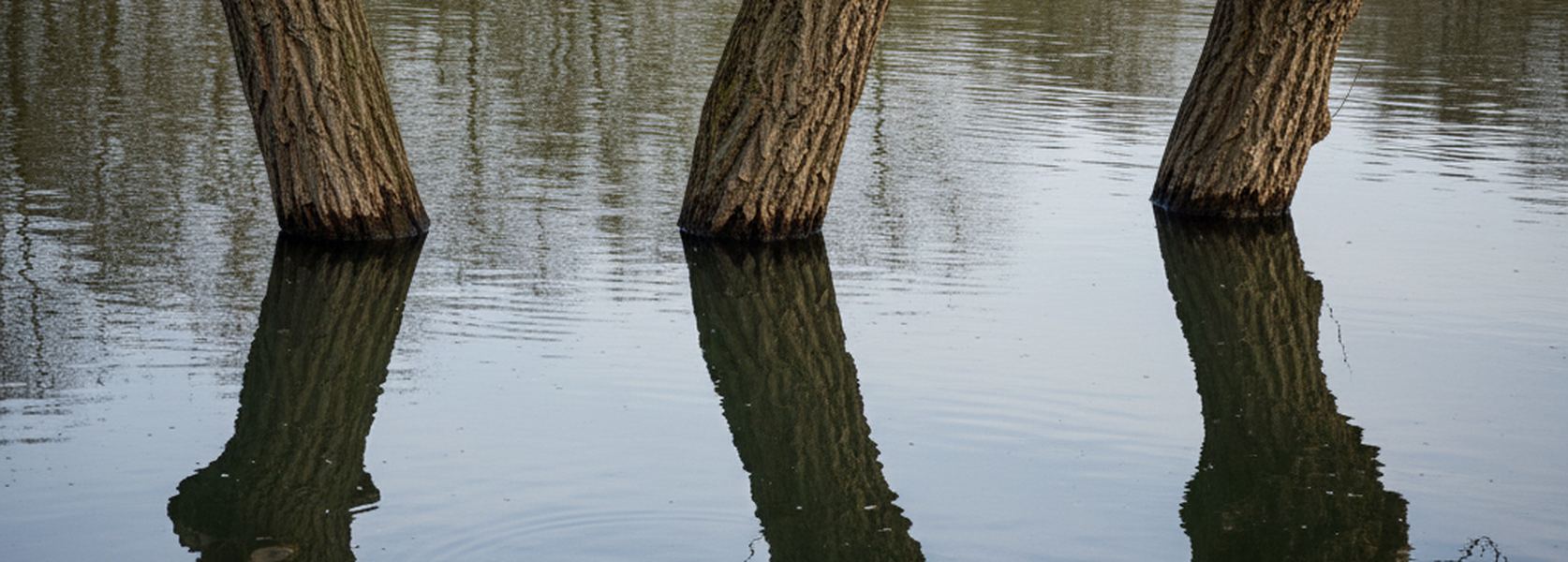 Three thick bare tree trunks with deeply fissured bark standing in still water, cut by the top of the frame, their long reflections running down through the calm surface.
