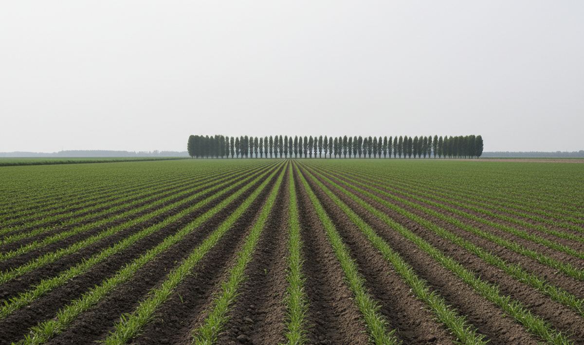 Long drilled rows of young green crop across flat farmland, dark tilled soil between them and poplars along the far edge.